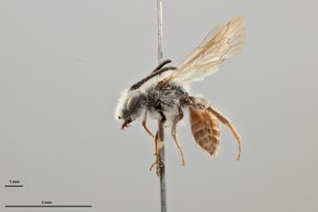 Media type: image;   Entomology 770384 Aspect: habitus lateral view